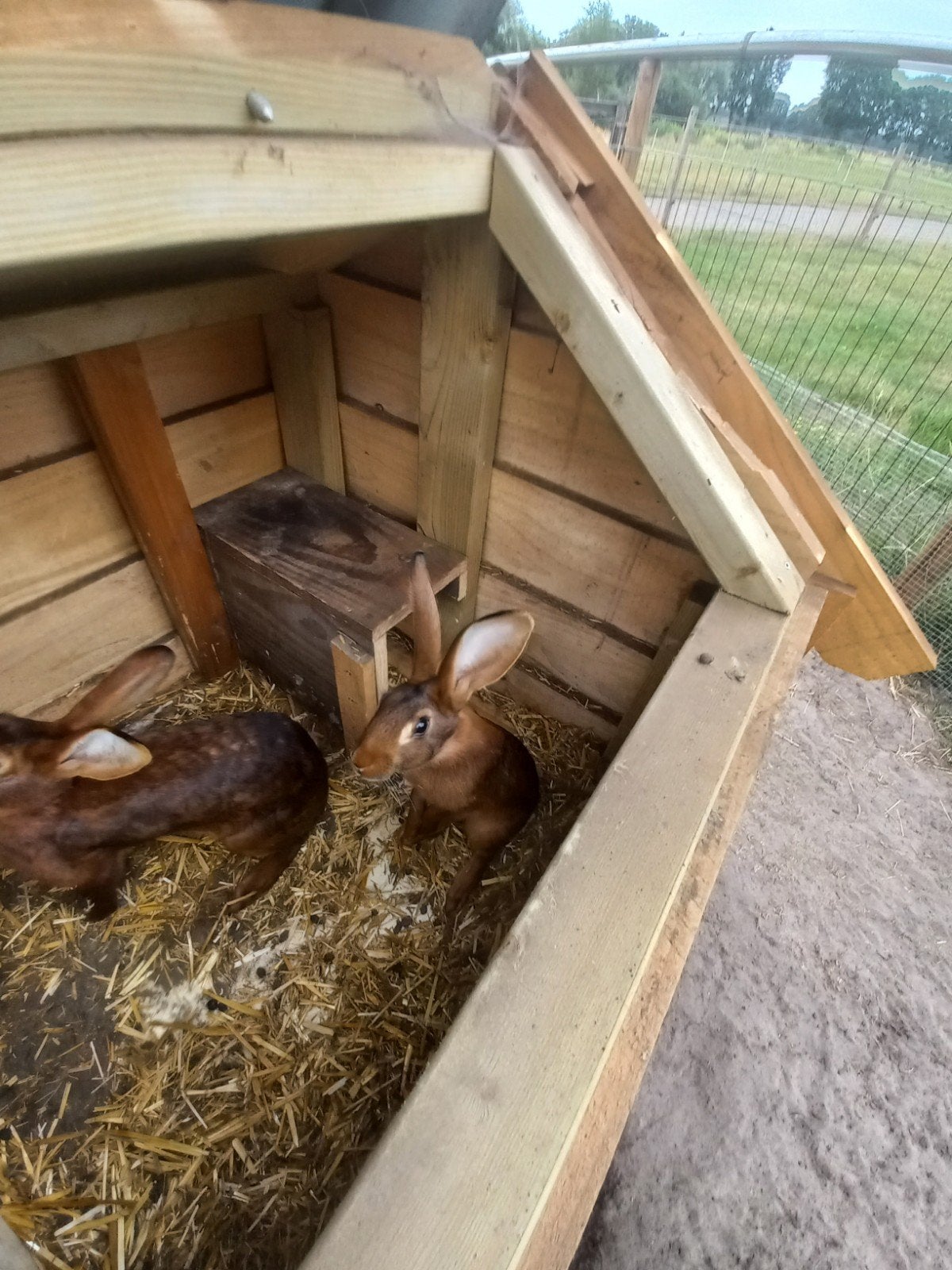lieve en nieuwsgierige Belgische hazen., Meerdere dieren, Groot, 0 tot 2 jaar