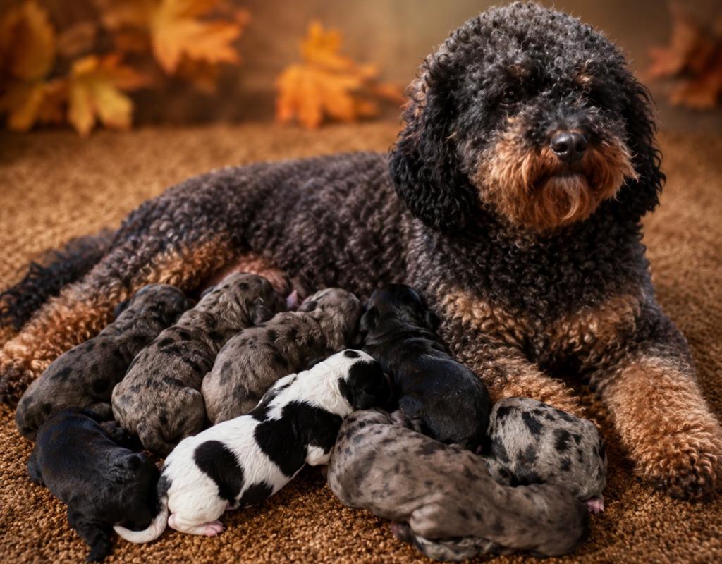 De pups zijn geboren mini labradoodles F5, Parvo, 8 tot 15 weken, Meerdere, Meerdere dieren