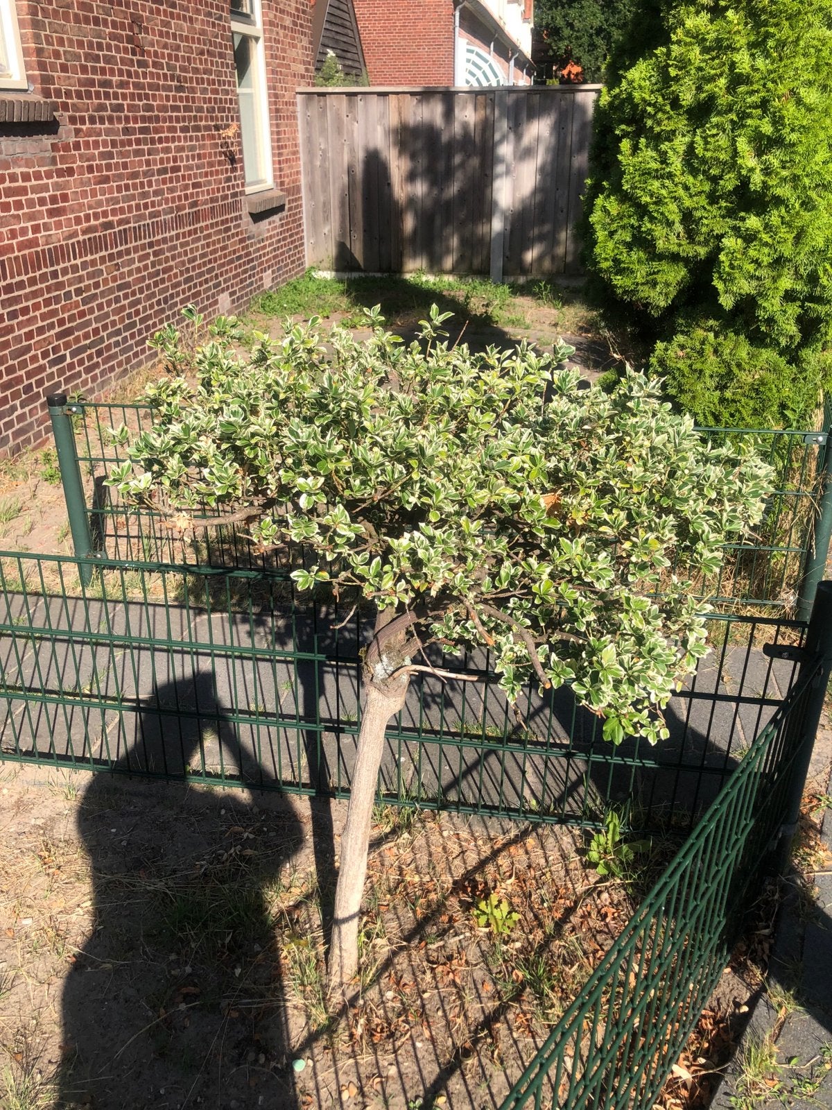 Leuk boompje voor tuinrenovatie, Tuin en Terras, Planten | Bomen, Volle zon, Bloeit niet, 100 tot 250 cm, Overige soorten