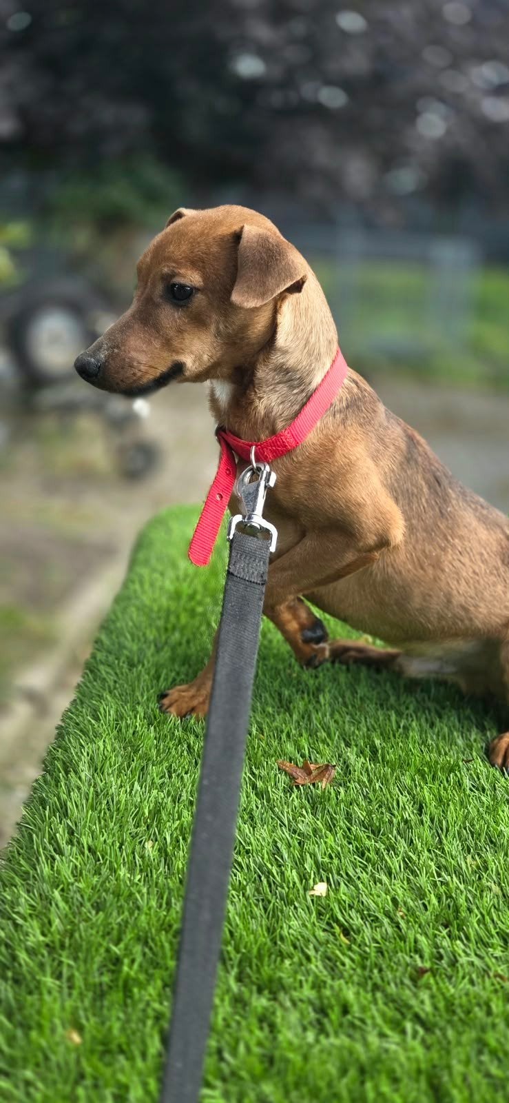 Te koop mooie Patterdale terriër reu pup, Nederland, 15 weken tot 1 jaar, Eén hond, Reu