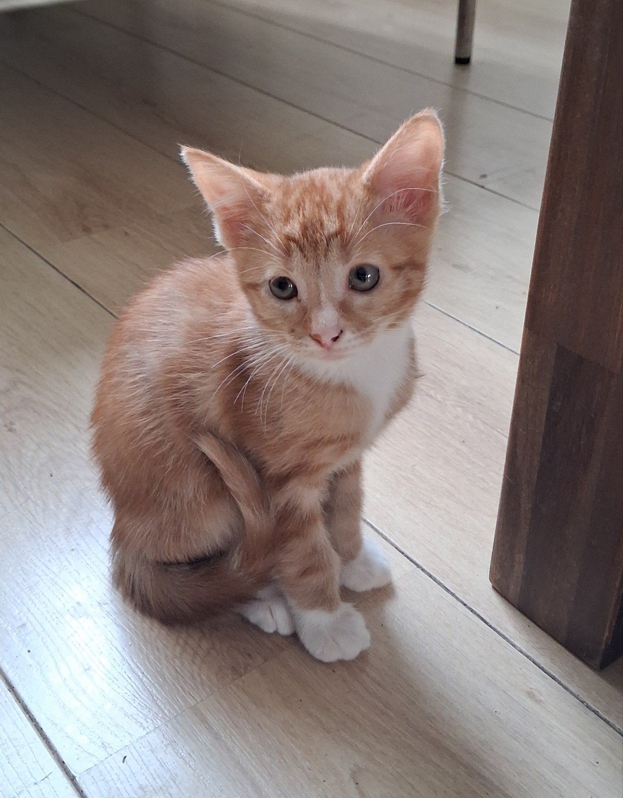 Kitten Lief, sociaal en speels.