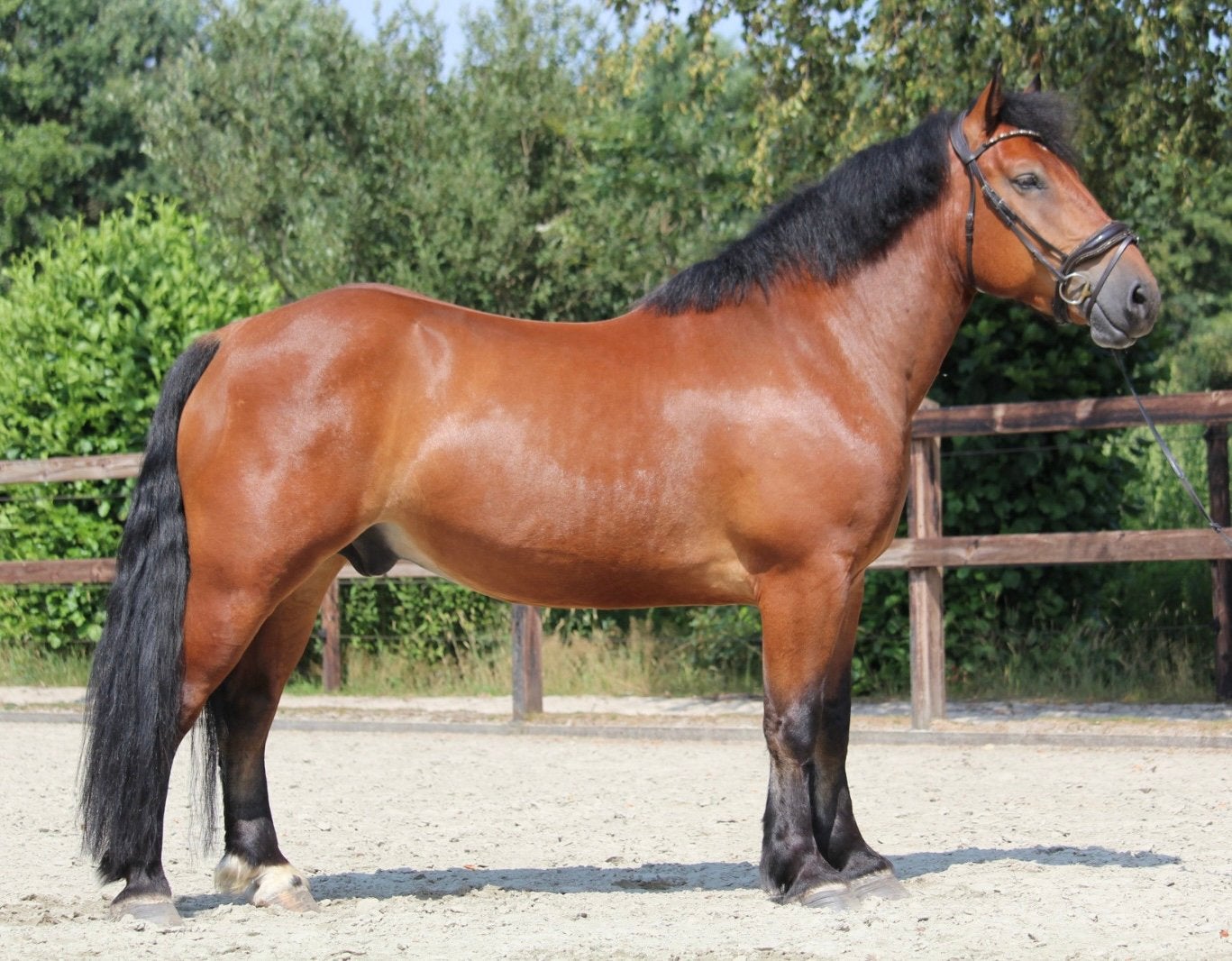mega lieve brave beginners buitenrit ruin 🌞, E pony (1.48m - 1.57m), Ruin, 3 tot 6 jaar, Recreatiepony