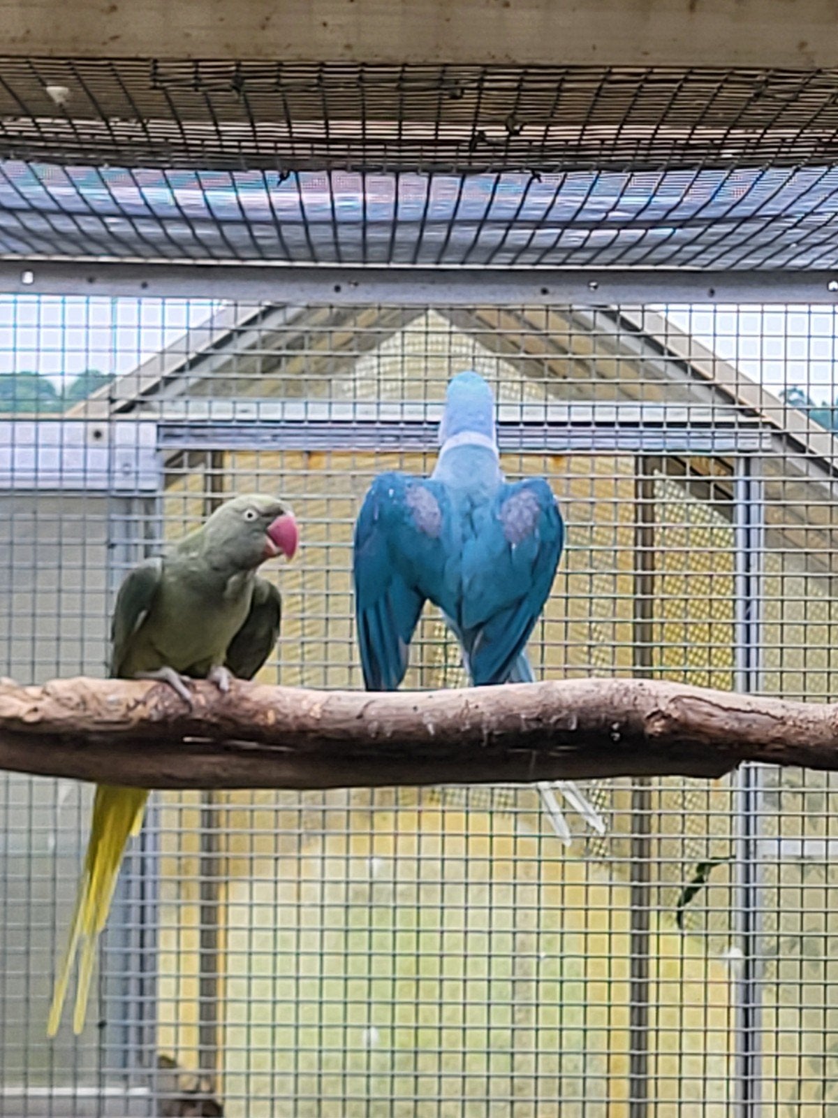 alexander, Meerdere dieren, Parkiet, Geringd