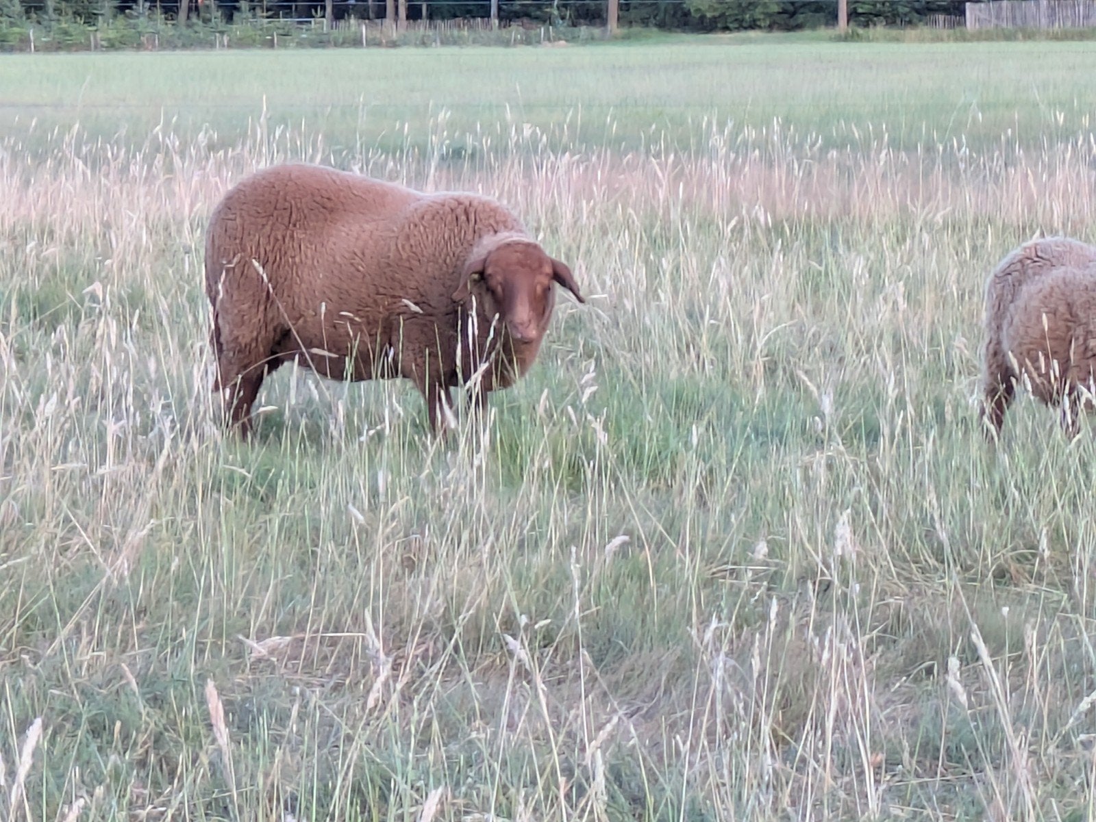 Jonge Coburger Fuchs ooi, Meerdere dieren, Schaap