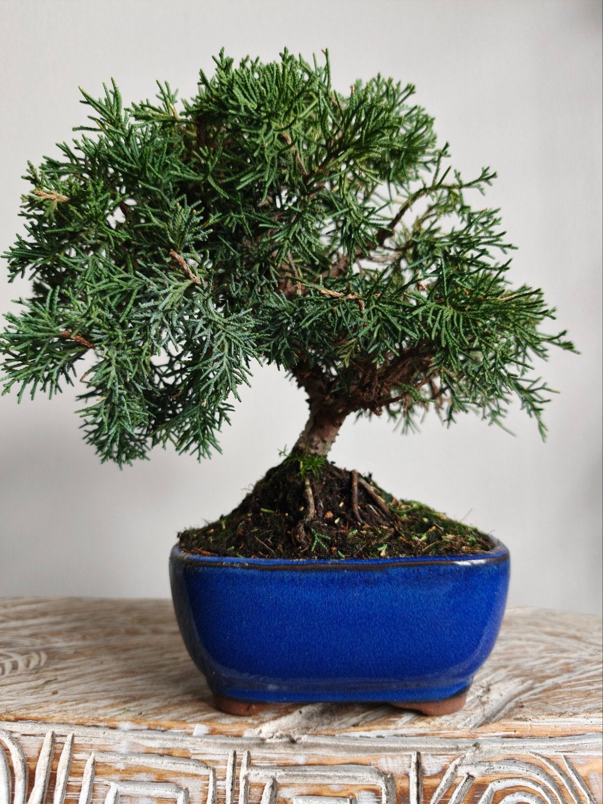 Juniperus Chinensis Kyushu Bonsai, Bloeit niet, Halfschaduw, Minder dan 100 cm, Overige soorten