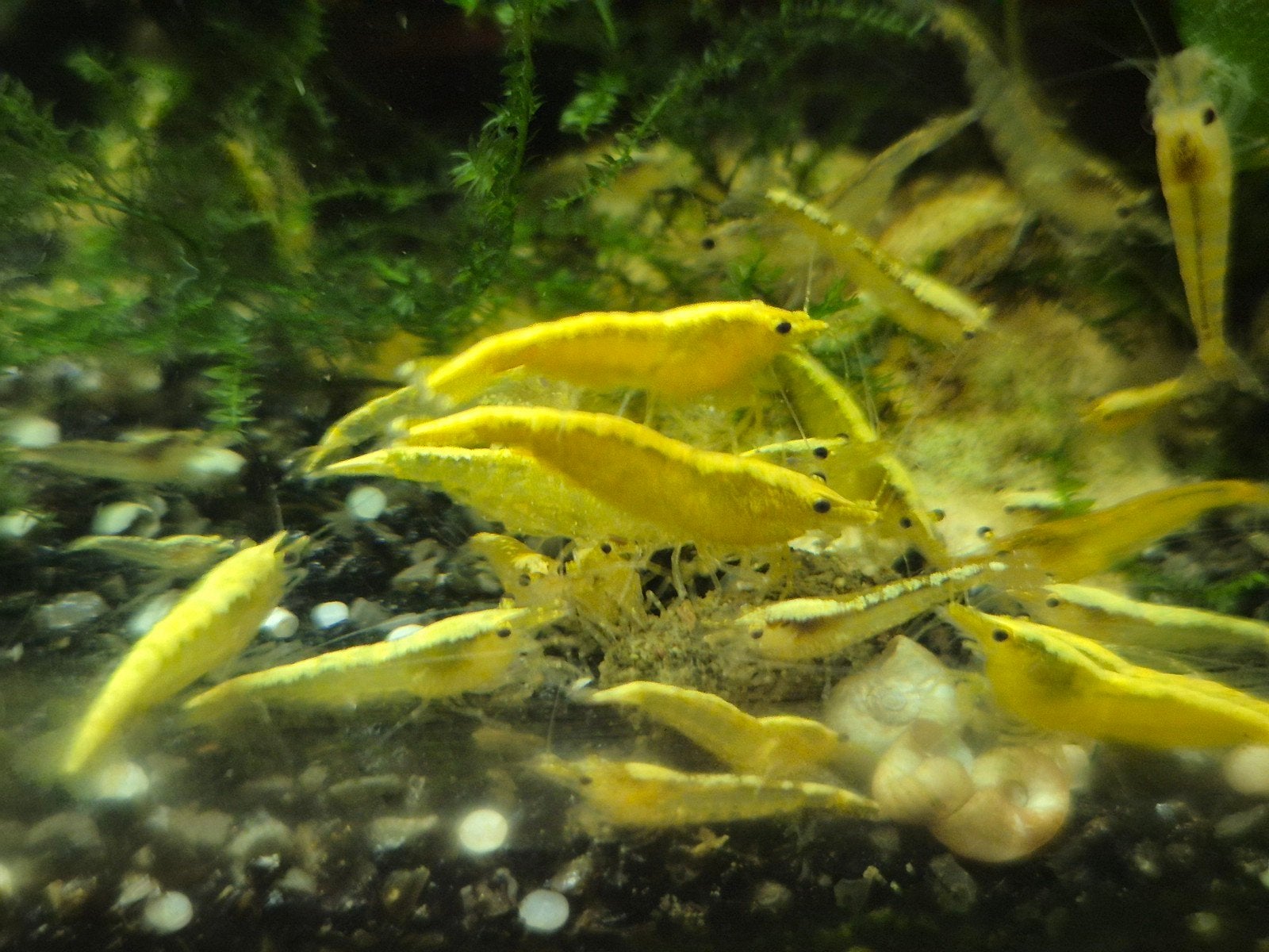 Gele garnalen | Neocardina Davidi Yellow Shrimp, Dieren en Toebehoren, Kreeft, Krab of Garnaal, Zoetwatervis, Schoolvis