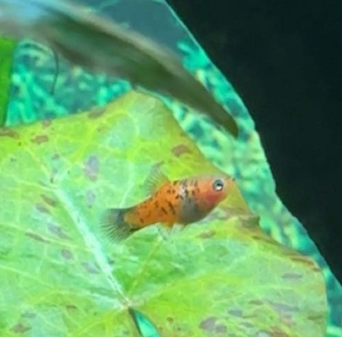 Jonge platy’s, Dieren en Toebehoren, Vissen | Aquariumvissen, Vis, Zoetwatervis, Schoolvis