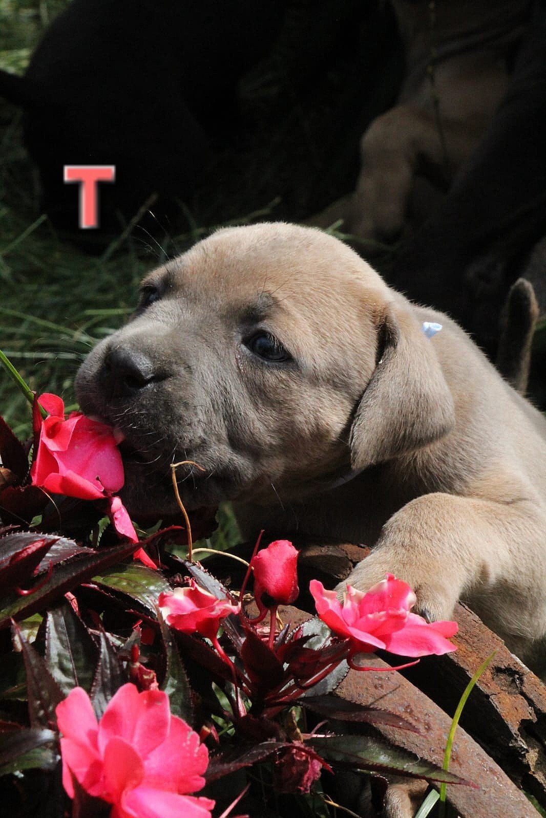 Mooie gezonde pups geboren op 29-06-2026, Parvo, 8 tot 15 weken, Meerdere, Meerdere dieren