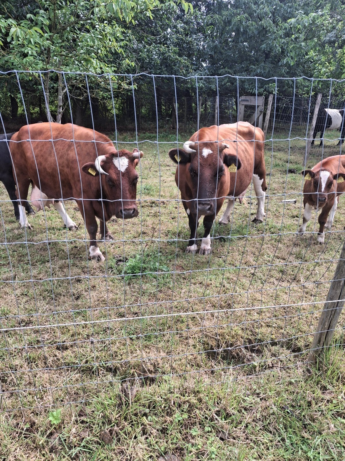 brandrode koeien en stamboek lakenvelder stier, Dieren en Toebehoren, Vrouwelijk