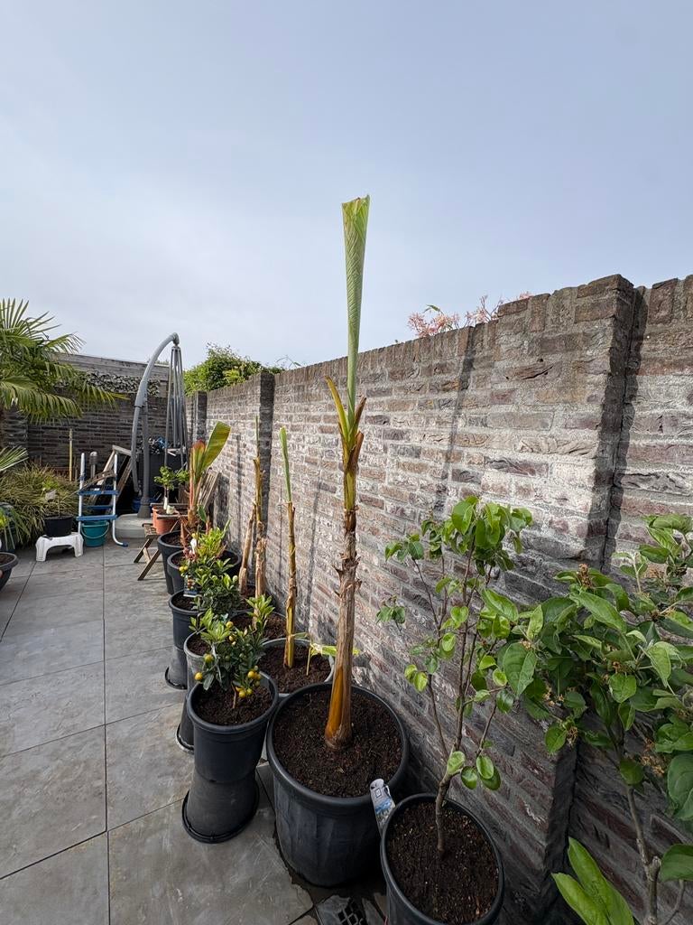 Prachtige mega musa basjoo bananenboom in ruime pot!!, Ophalen, Overige soorten, In pot, Halfschaduw