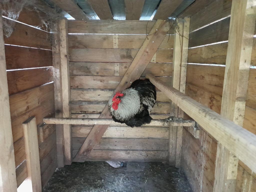 Cochin haan kriel, Dieren en Toebehoren, Pluimvee, Mannelijk, Kip