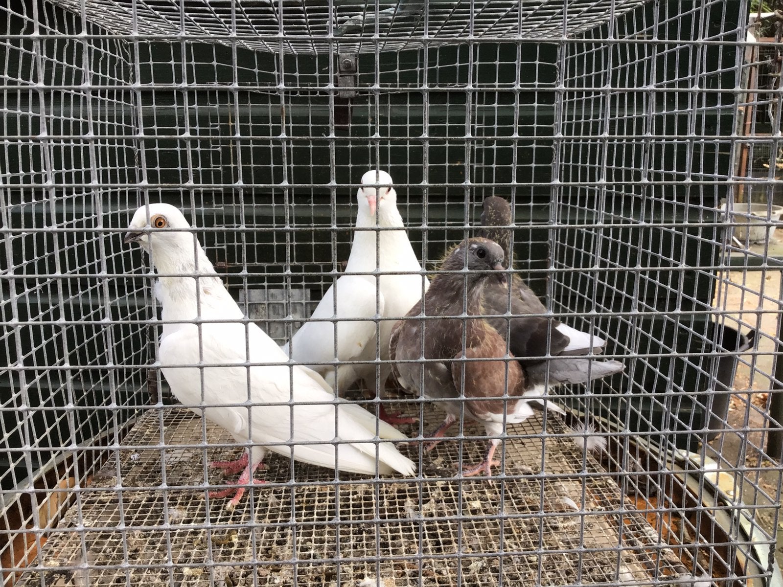 Sierduiven, Dieren en Toebehoren, Vogels | Duiven, Meerdere dieren, Overige soorten
