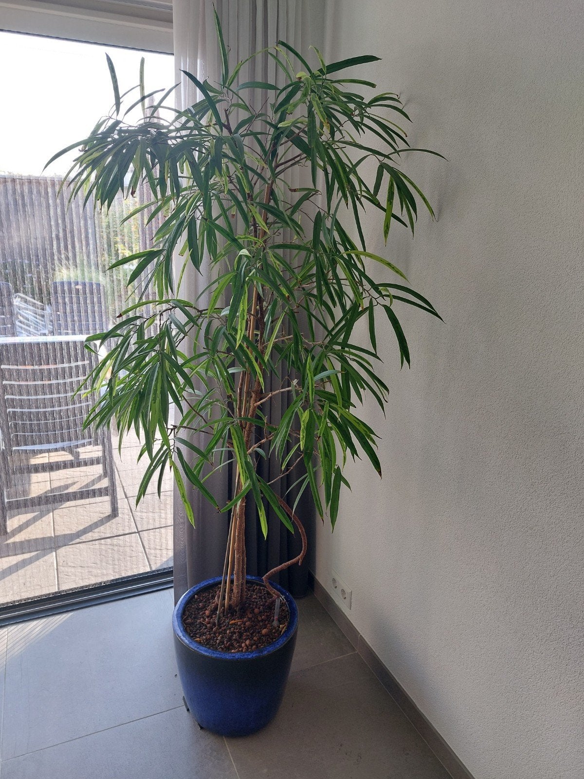 Kangaroe Varaan plant hydrocultuur kamerplant met bloempot, Huis en Inrichting, Kamerplanten, Ophalen, Halfschaduw, 150 tot 200 cm