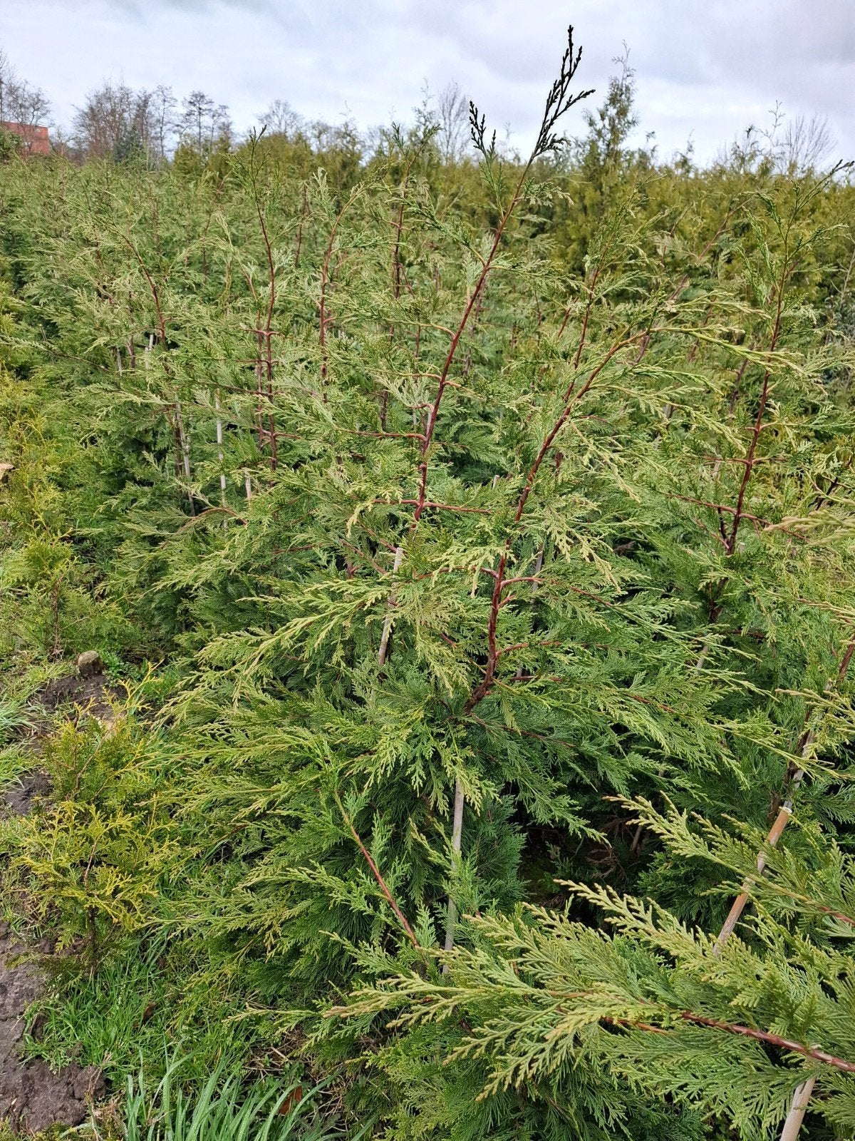 coniferen., Ophalen, Conifeer, 100 tot 250 cm