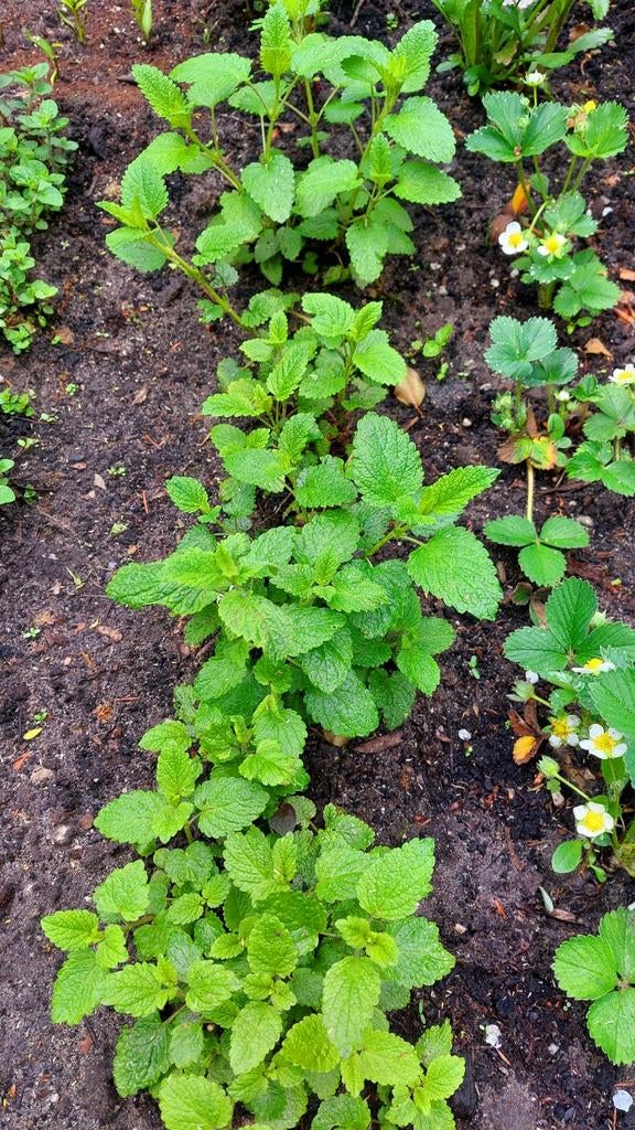 Citroenmelisse te koop Heerlijk thee, medicinaal, Volle zon, Vaste plant, Zomer, Ophalen