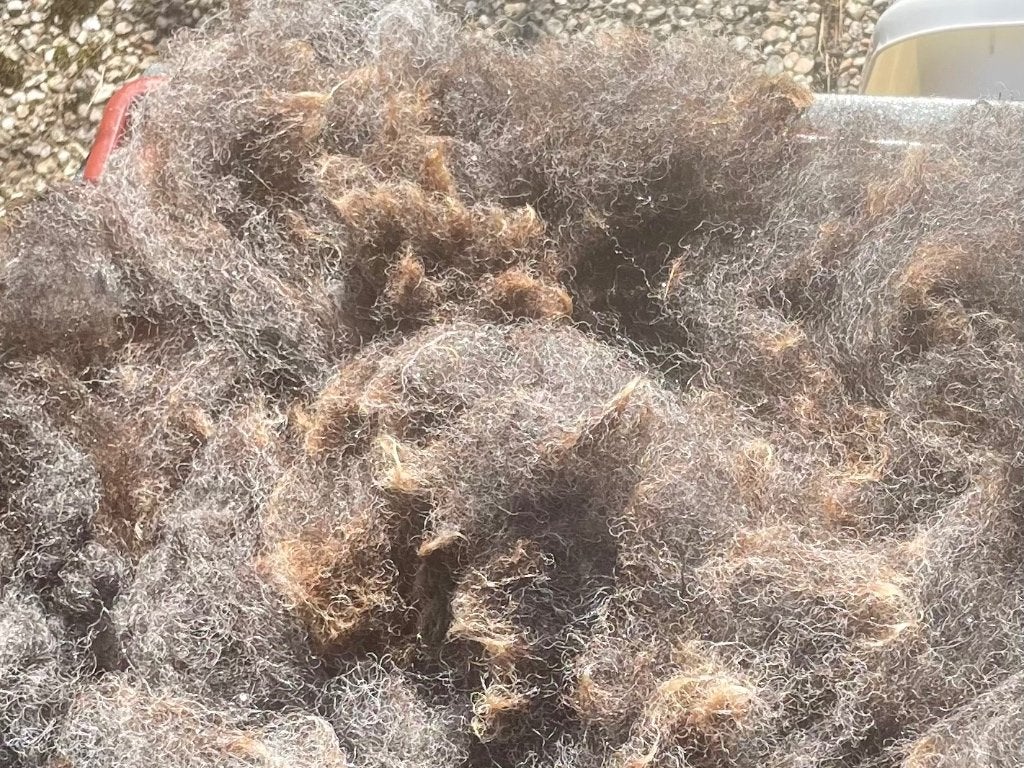 Schapenwol te koop 20 euro goed gevulde vuilniszak, Ophalen, Nieuw, Spinwol