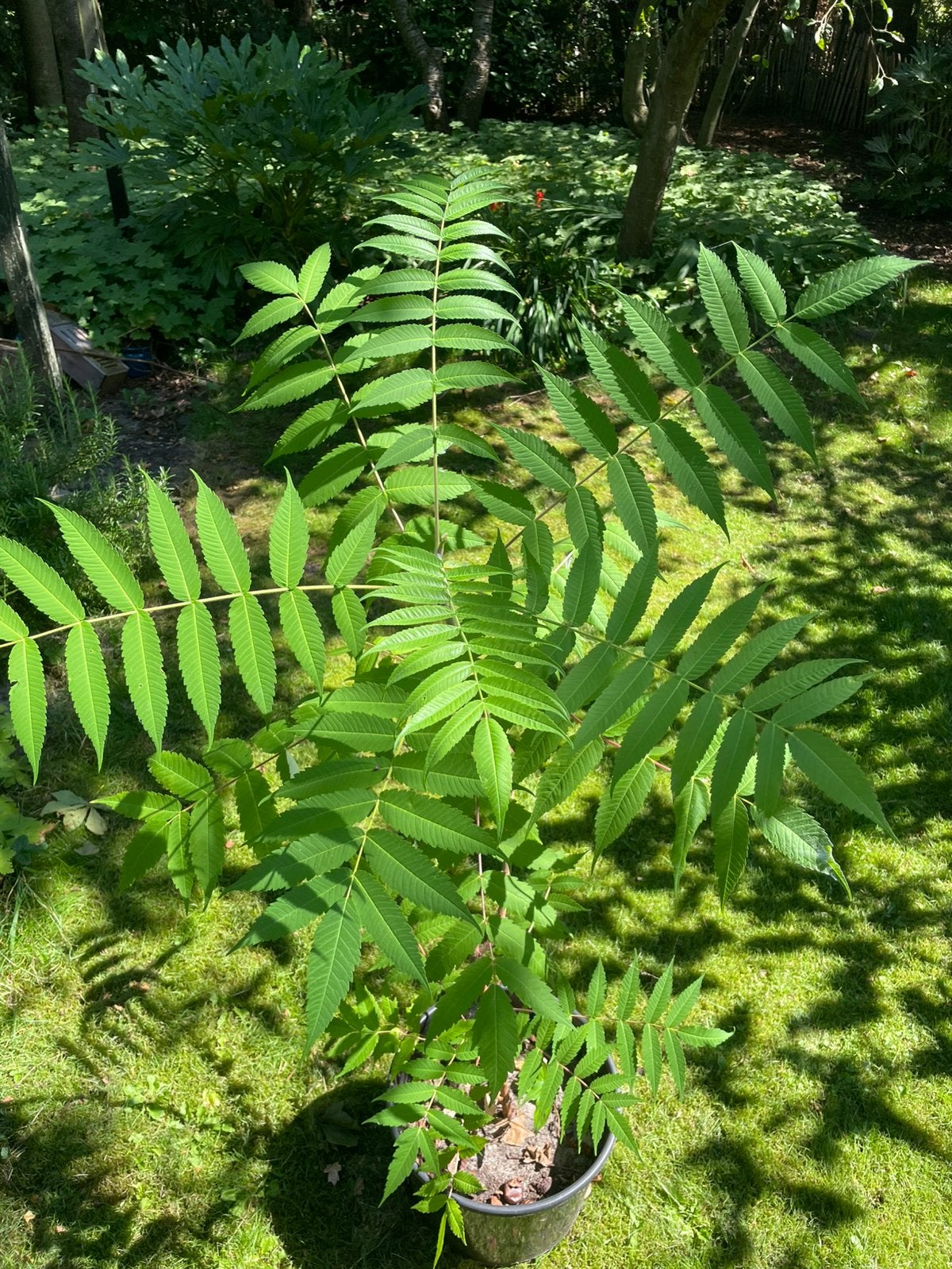 Jonge Fluweelboom, ca 120 cm, Tuin en Terras, Ophalen, Overige soorten, Volle zon