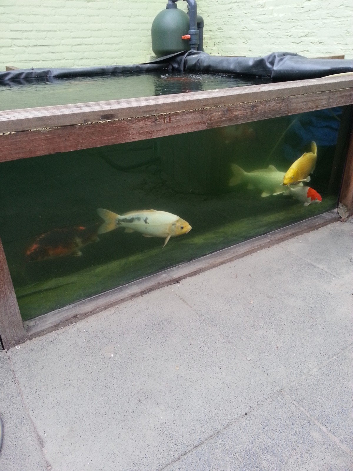 koi te koop ivm beeindigen hobby, Dieren en Toebehoren, Karper of Koi