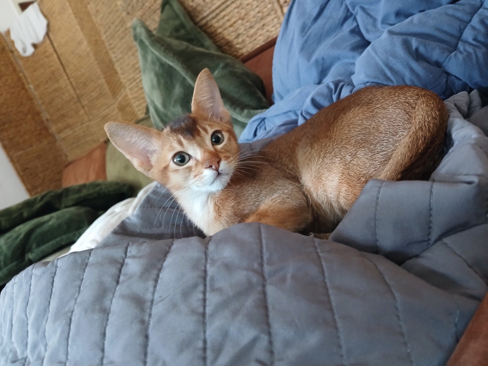 Ik zoek een  liefdevol thuis katertje ! chausie abessijn, Kater, Gechipt