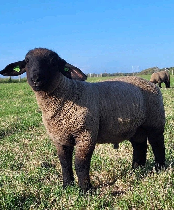 Suffolk stamboek ramlammeren, Dieren en Toebehoren, Meerdere dieren, Geit