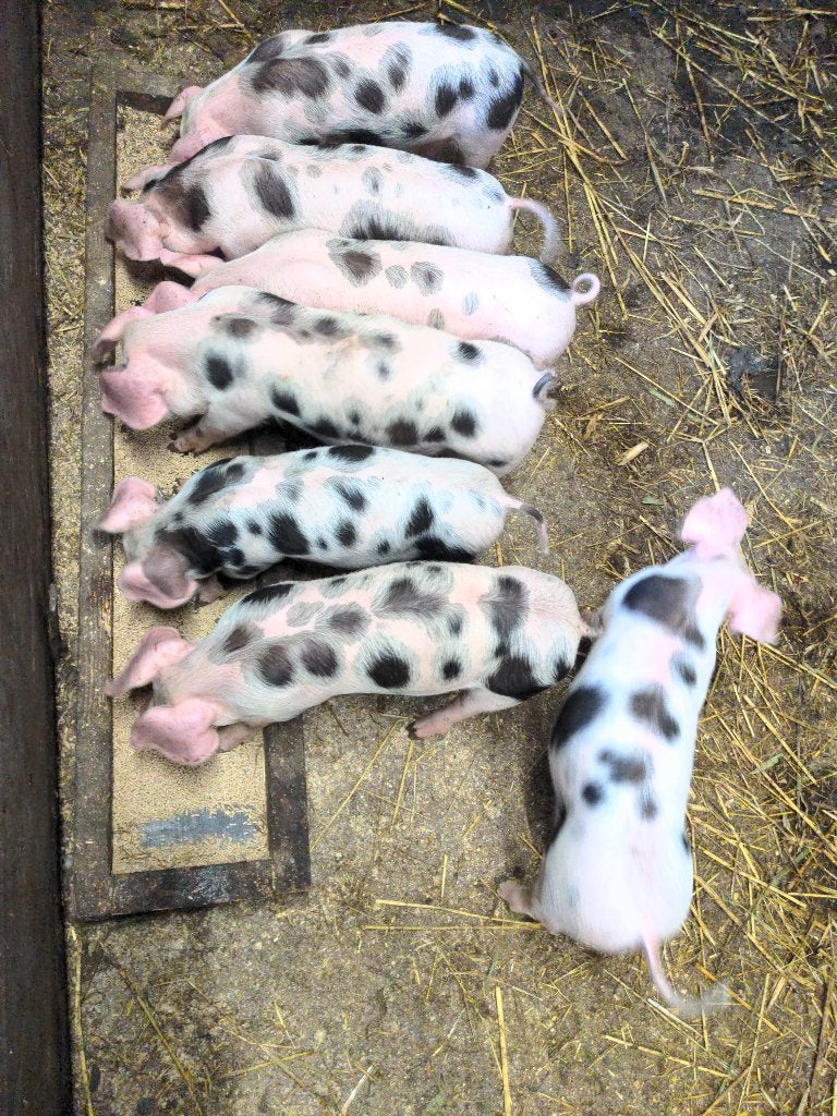 Bonte bentheimer borgen €.100,- incl. ruim 6 weken mogen weg, Mannelijk, Varken, 0 tot 2 jaar