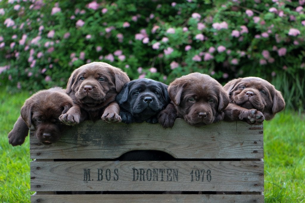 Nestaankondiging,Labrador pups met stamboom., 8 tot 15 weken, Labrador retriever, Parvo, Meerdere