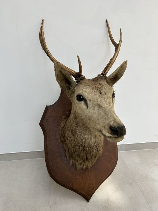 Hertenkop, edelhert met groot gewei - Taxidermie, Ophalen, Gebruikt, Hert, Gewei of Kop