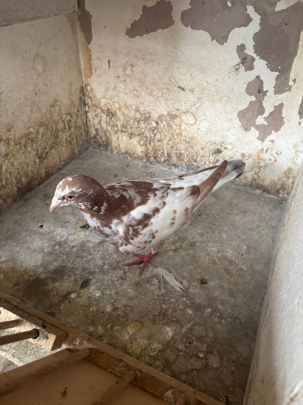 Rode mozaic, Dieren en Toebehoren, Vogels | Overige Vogels, Mannelijk