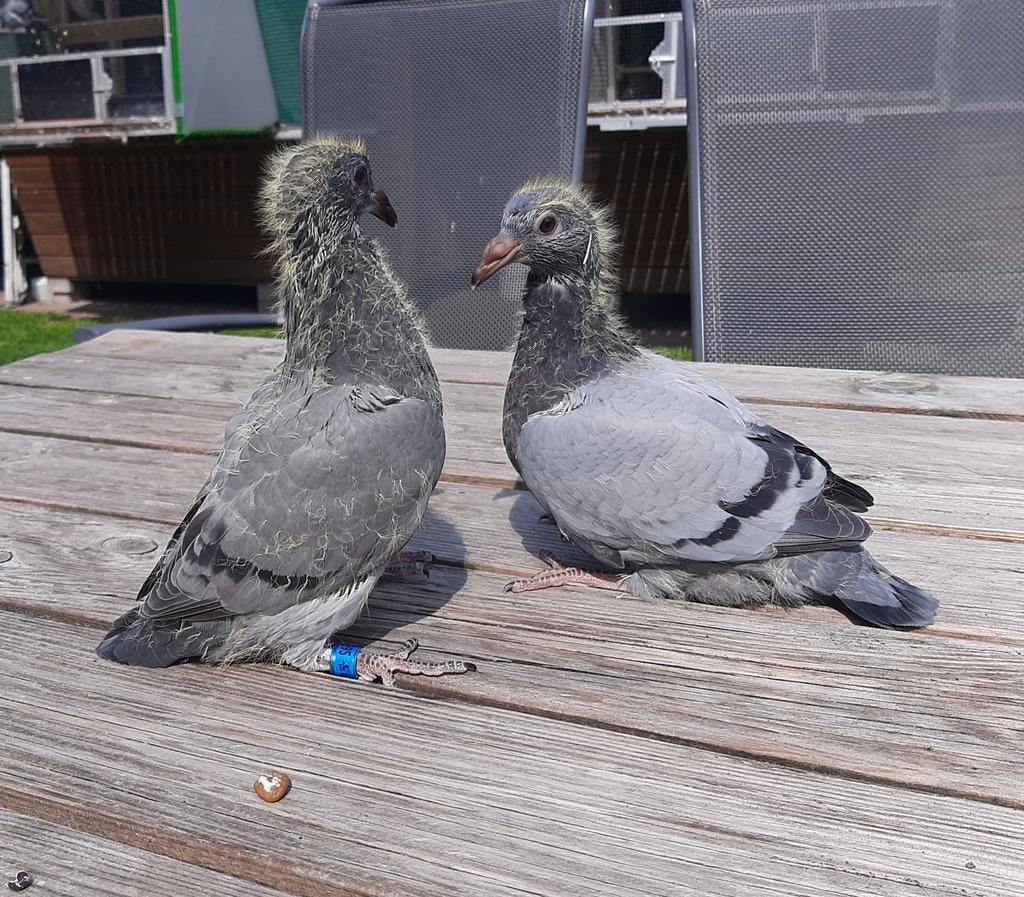 2 jonge postduiven., Dieren en Toebehoren, Vogels | Duiven, Meerdere dieren, Postduif