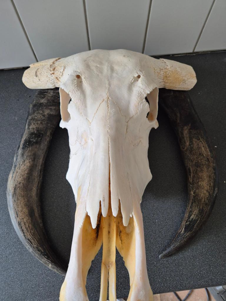 Schedel met hoorns van een rund, Ophalen of Verzenden, Gebruikt, Boerderijdier, Schedel