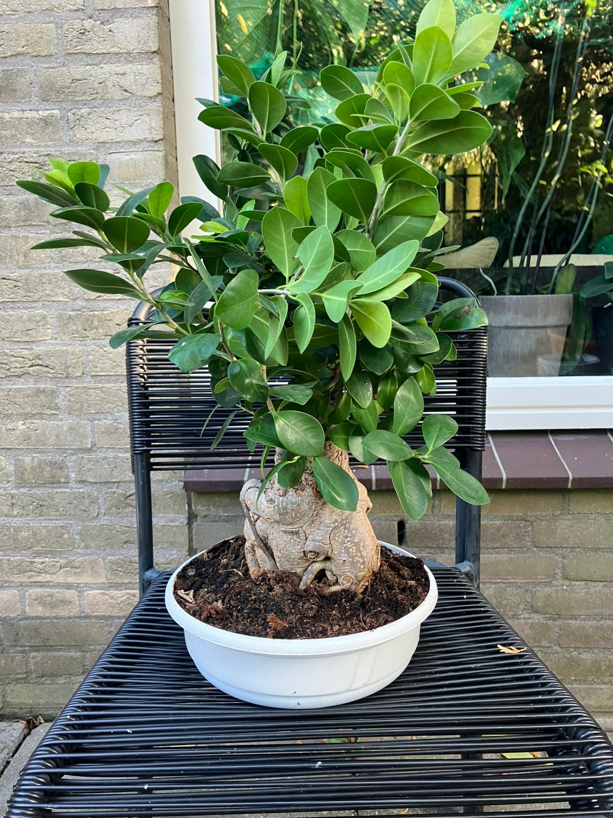 Bonsai ficus ginseng, Huis en Inrichting, Ophalen, Ficus, Halfschaduw