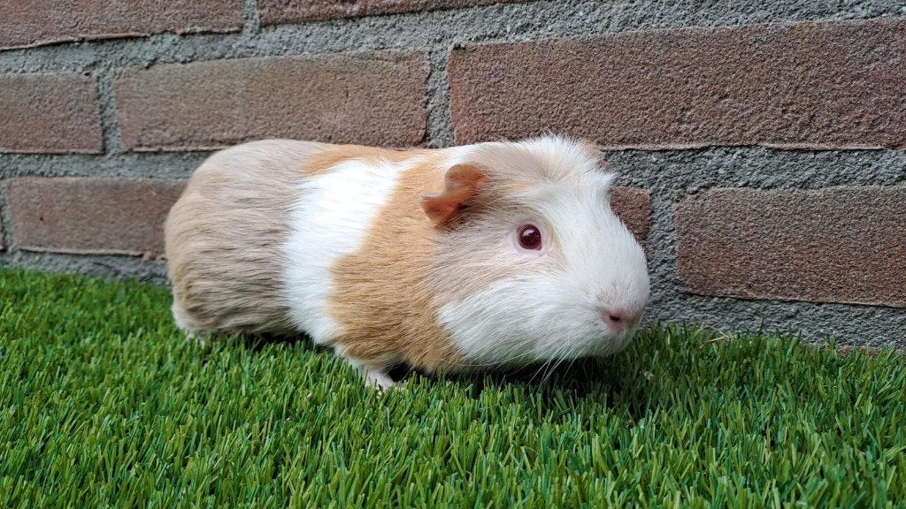 Fuut zoekt een huisje! (Gecastreerde beer), Cavia, Mannelijk, Januari, Tam