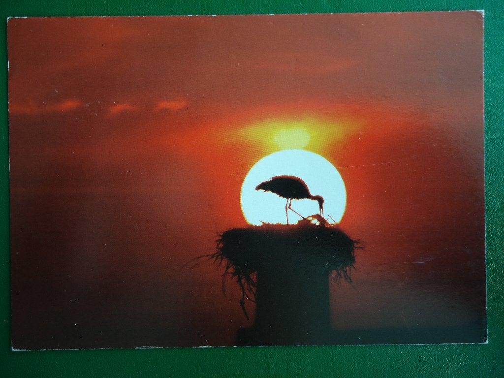 (108) Dierenkaart: OOIEVAAR, Verzamelen, Verzenden, 1980 tot heden, Gelopen, Vogel