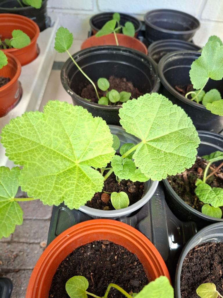 Stokrozen, Tuin en Terras, Planten | Tuinplanten, Ophalen, Eenjarig, Groenteplanten, Volle zon