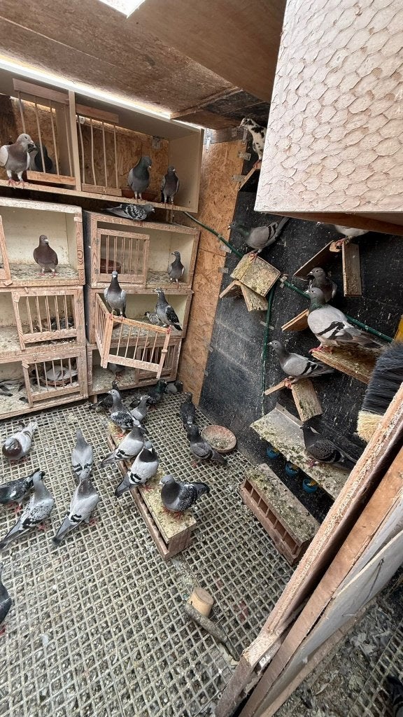 Postduiven, Dieren en Toebehoren, Vogels | Duiven, Meerdere dieren, Postduif
