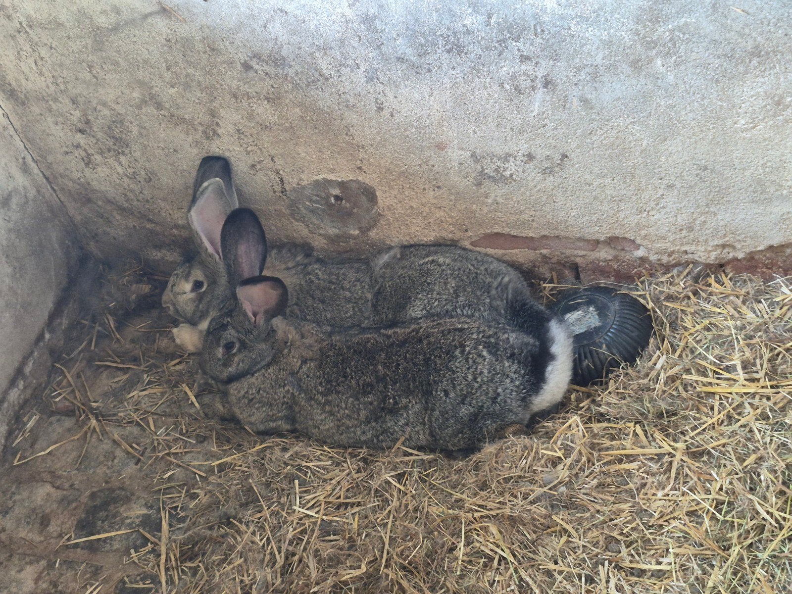 Dekram vlaamse reus, Dieren en Toebehoren, Konijnen, Mannelijk, Groot, 0 tot 2 jaar