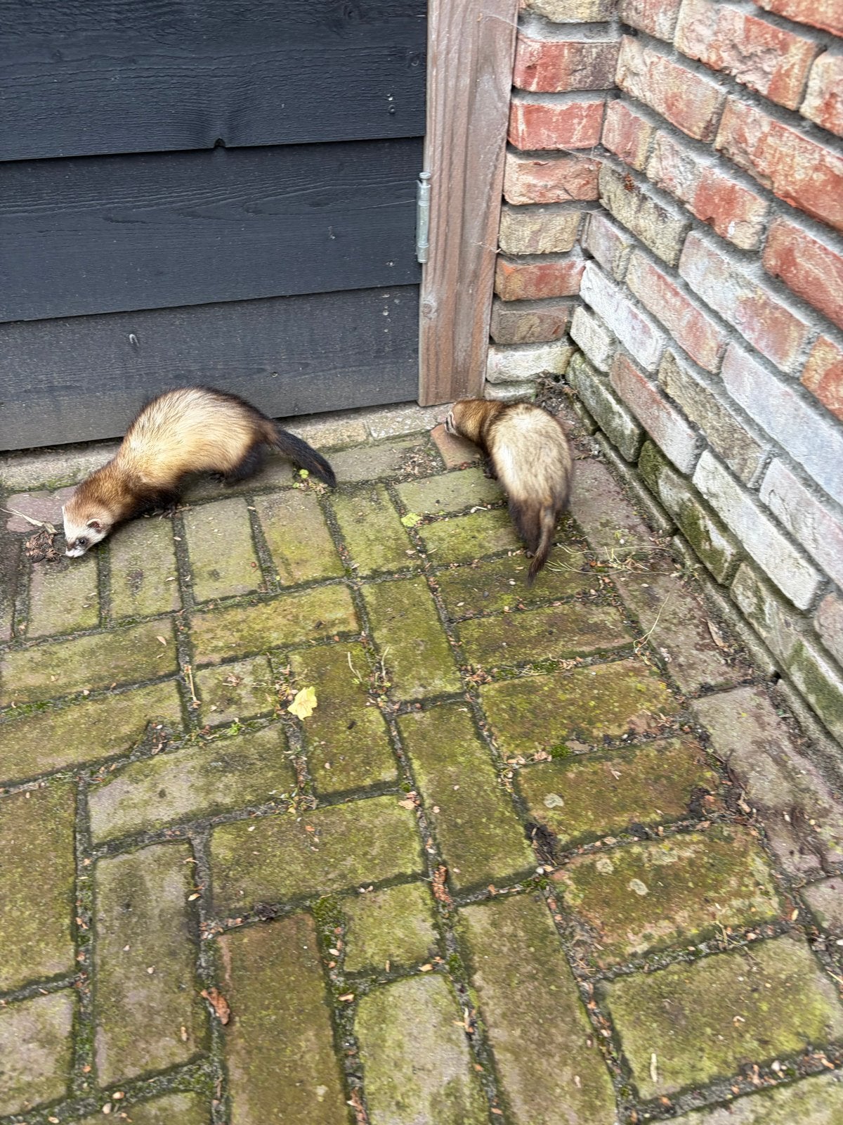 Fretten pups, Dieren en Toebehoren, Mei, Meerdere dieren