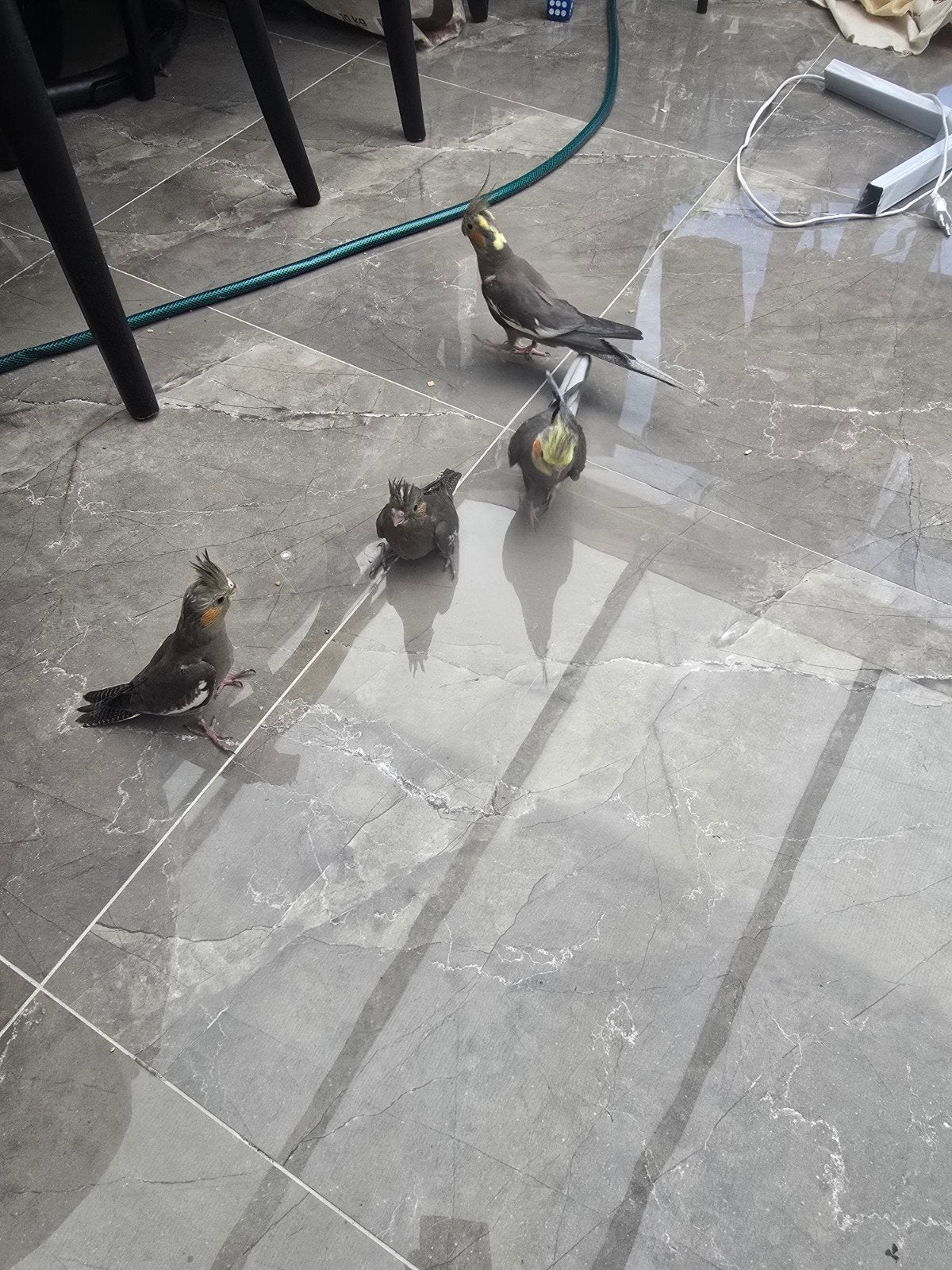 6 valkparkieten met kooien 4 grote en 2 baby's super  tame, Meerdere dieren, Parkiet