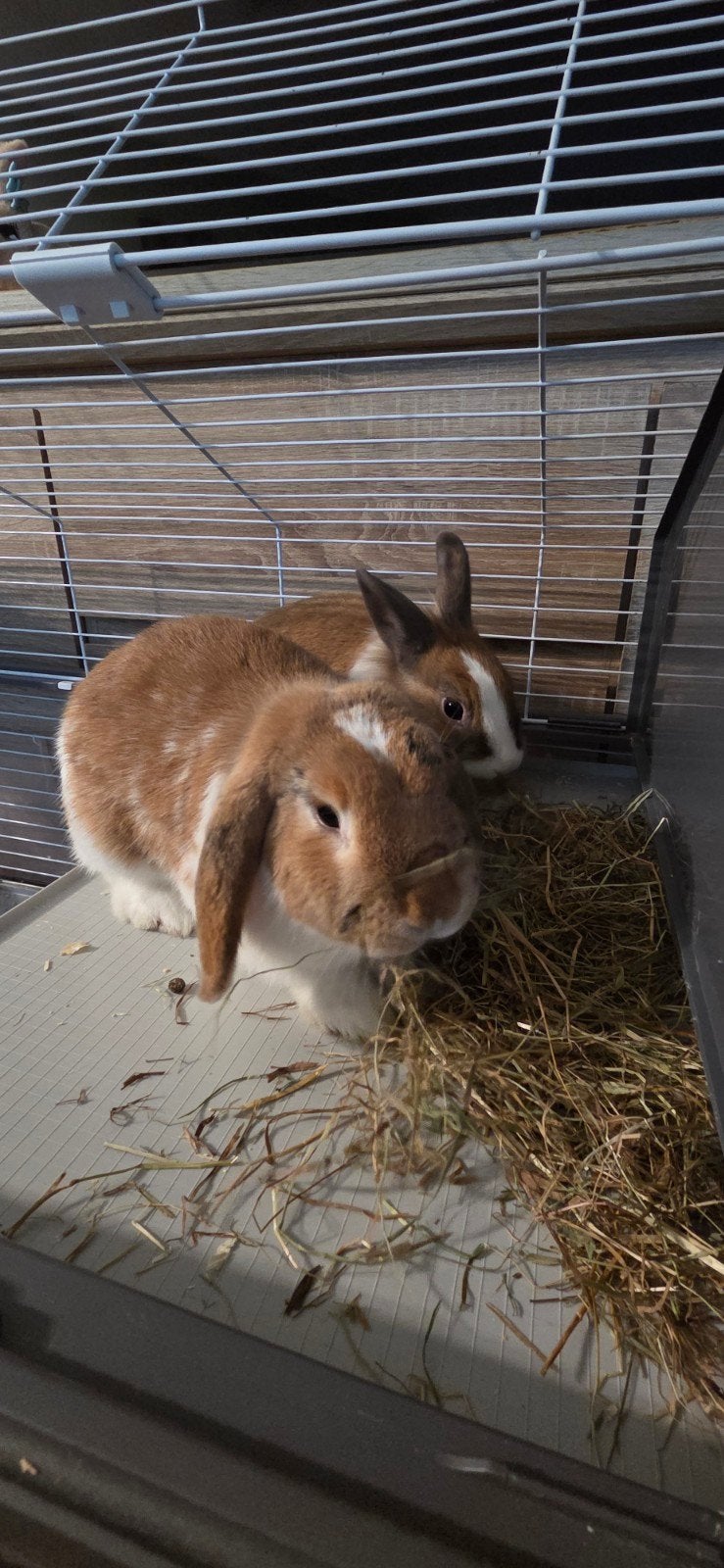 Gratis twee konijnen, Meerdere dieren, 0 tot 2 jaar