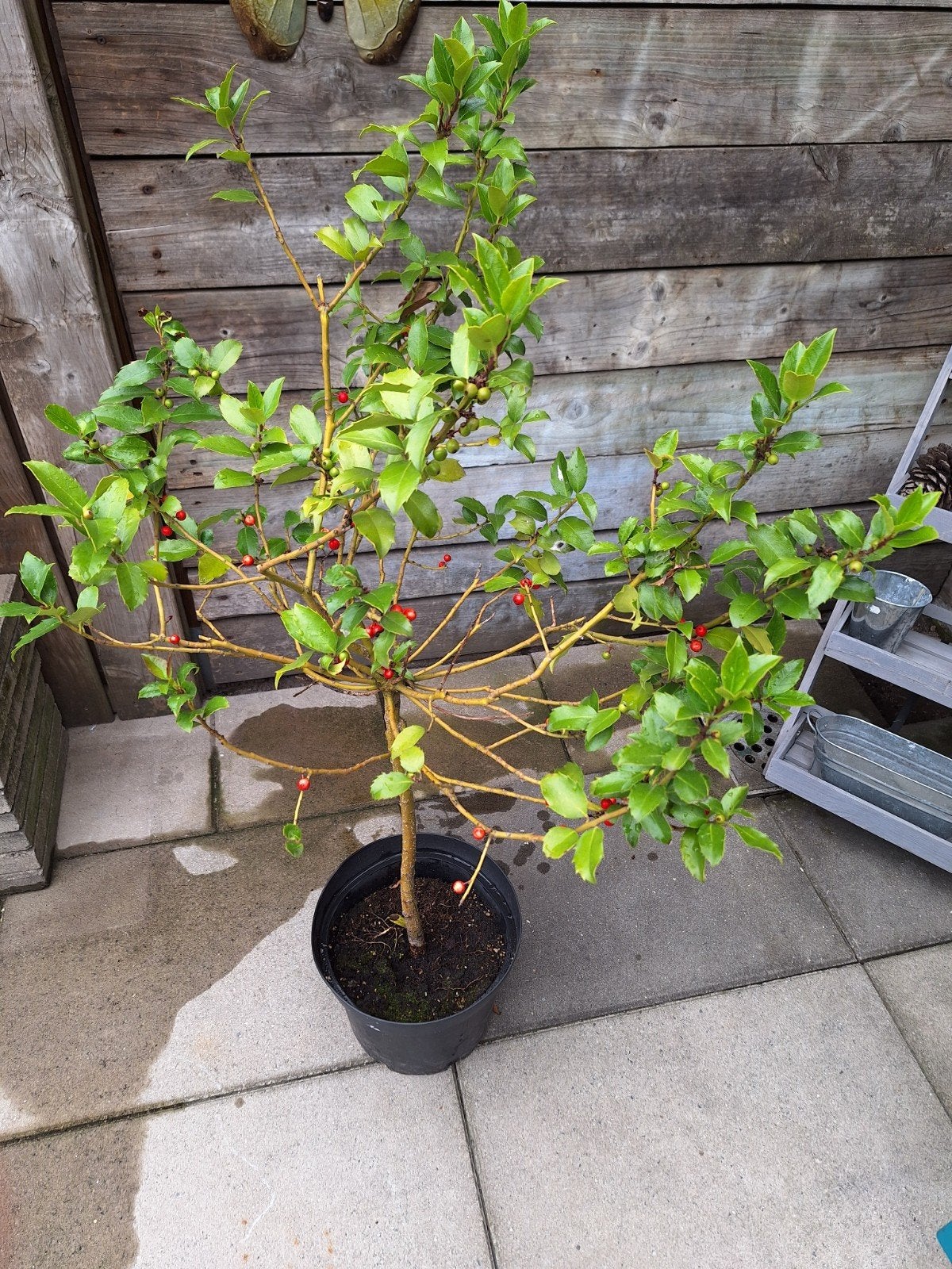 Mooi hulst boompje, Tuin en Terras, Ophalen, Overige soorten
