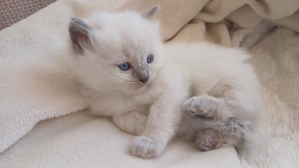 Ragdoll kittens, Dieren en Toebehoren, Katten en Kittens | Raskatten | Langhaar, Meerdere dieren, Gechipt, 0 tot 2 jaar
