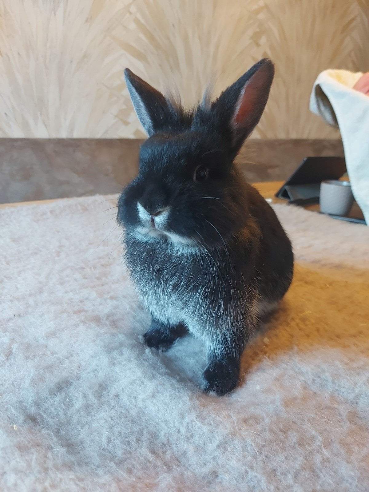 Jong konijn, Dieren en Toebehoren, Konijnen, Vrouwelijk, Middelgroot, 0 tot 2 jaar