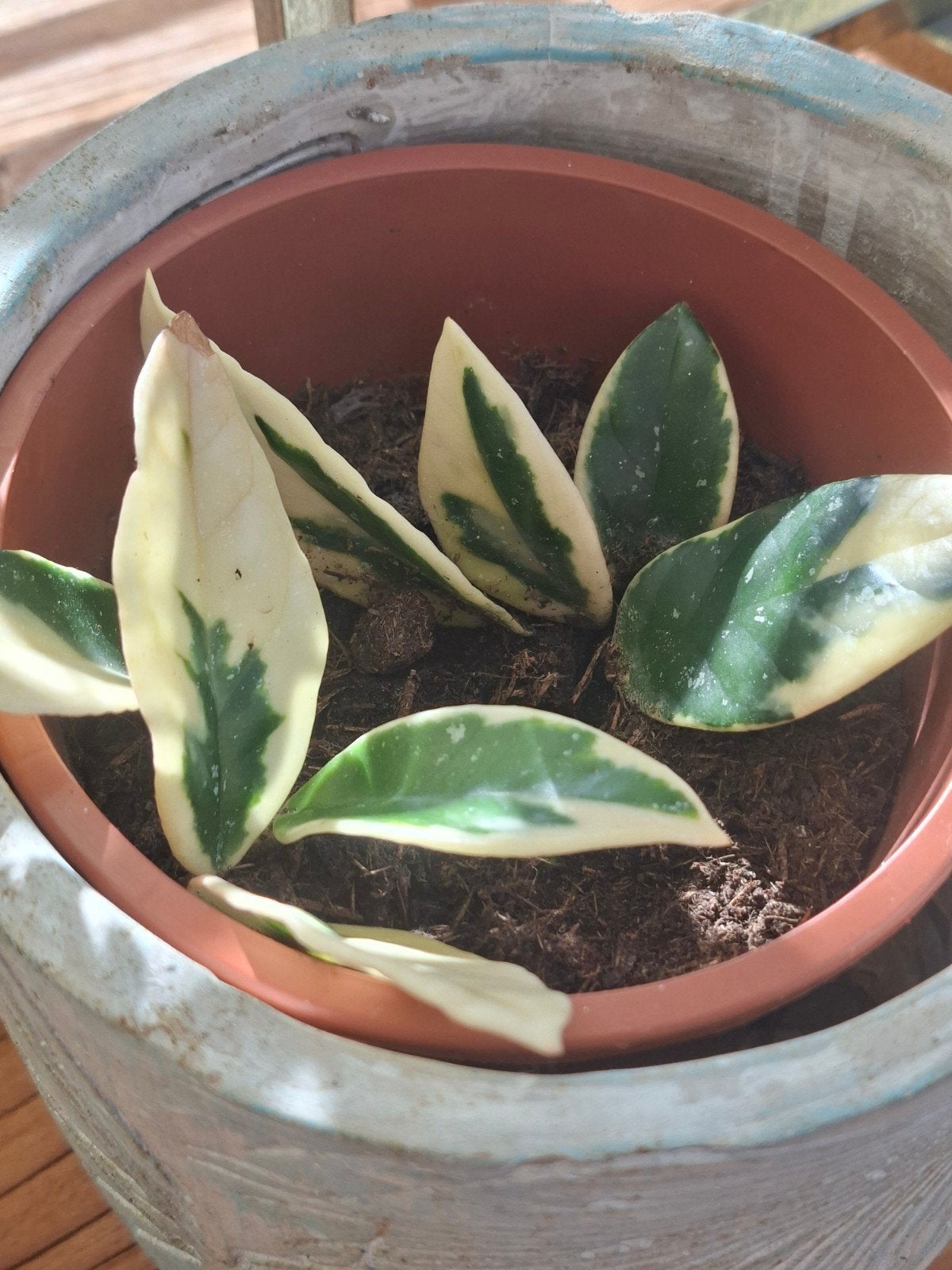 Hoya Carnosa 'Krimson Queen' stekjes, Tuin en Terras, Vaste plant, Ophalen of Verzenden, Halfschaduw, Klimplanten