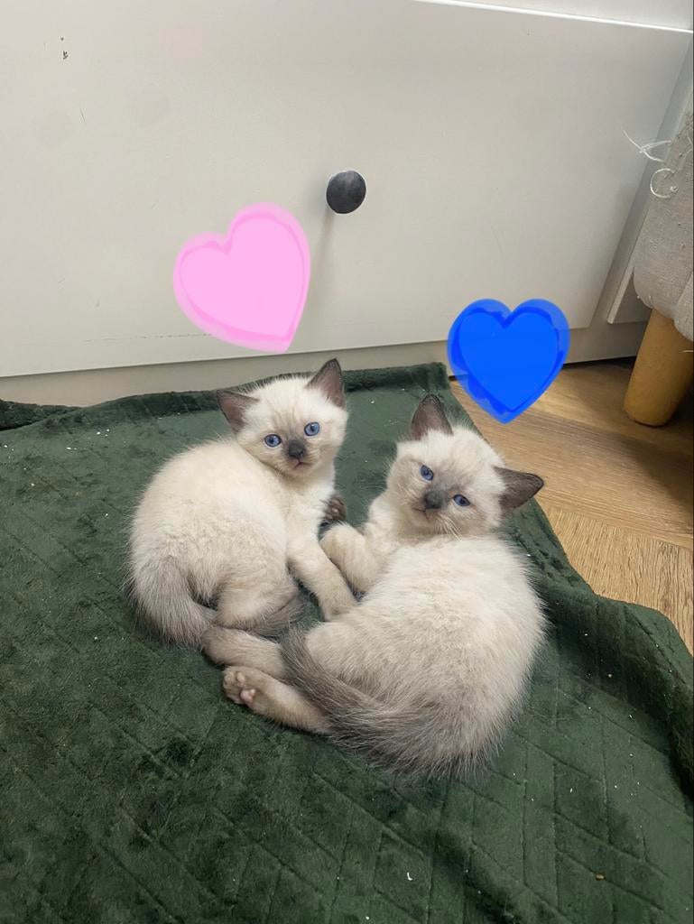 Ragdoll x tonkanees kittens point, Meerdere dieren, Gechipt, 0 tot 2 jaar