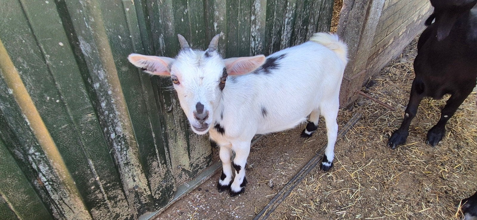 4 leuke makke jonge dwerggeiten, Dieren en Toebehoren, Schapen, Geiten en Varkens, Vrouwelijk, Geit
