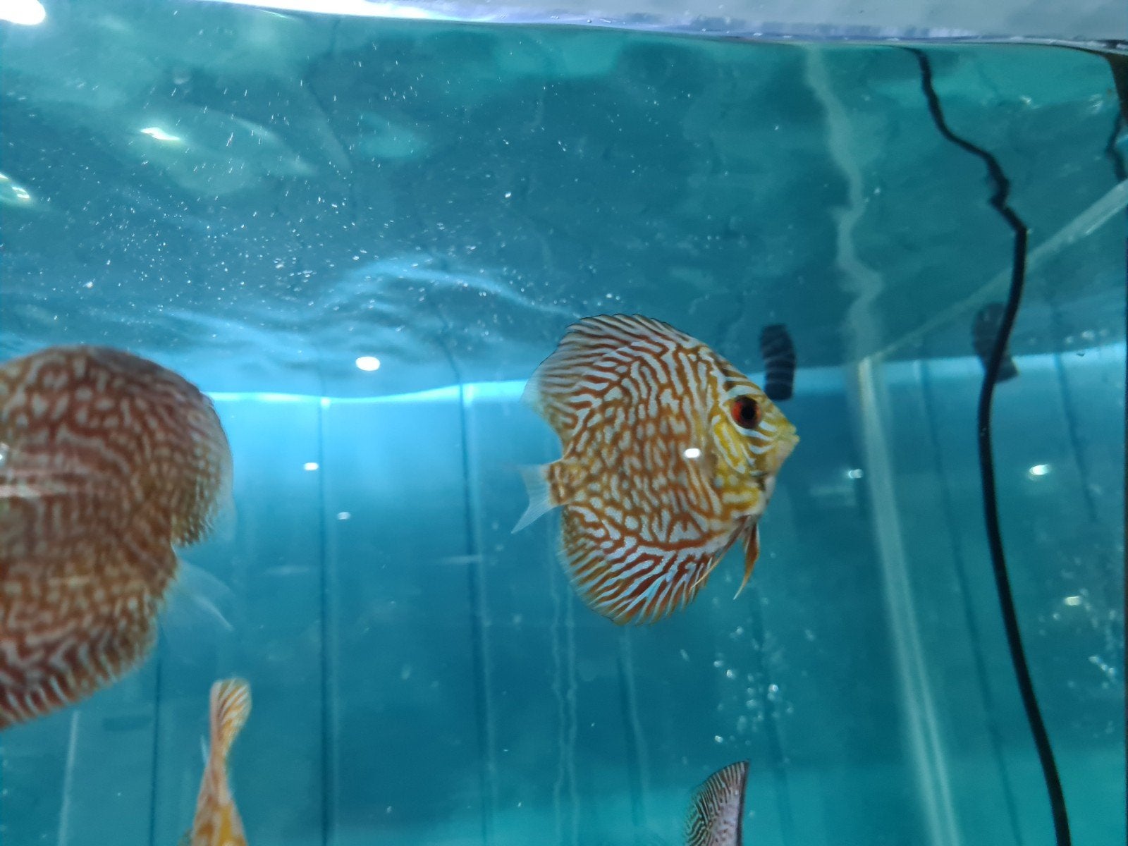 Indiana Tiger Discus