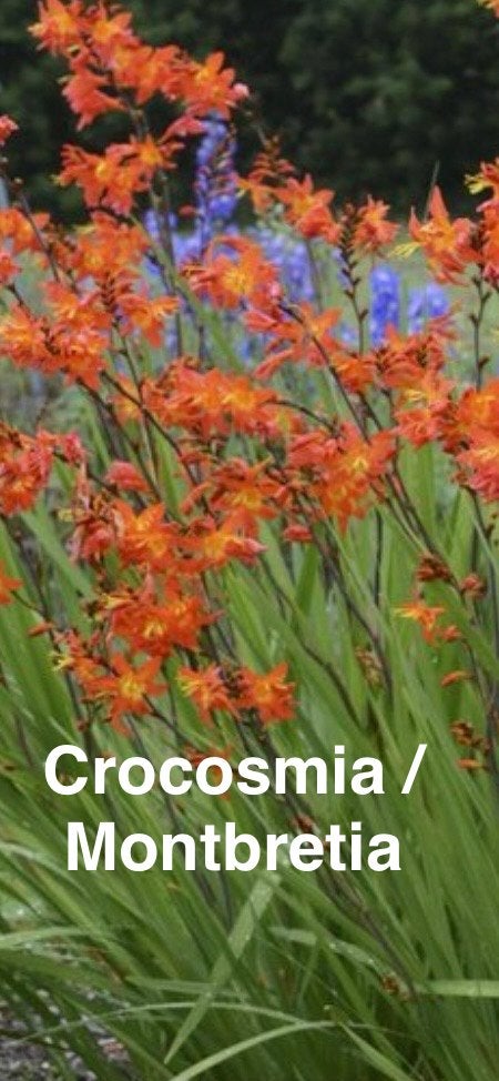 Zaden Crocosmia / Montbretia, Ophalen of Verzenden, Volle zon
