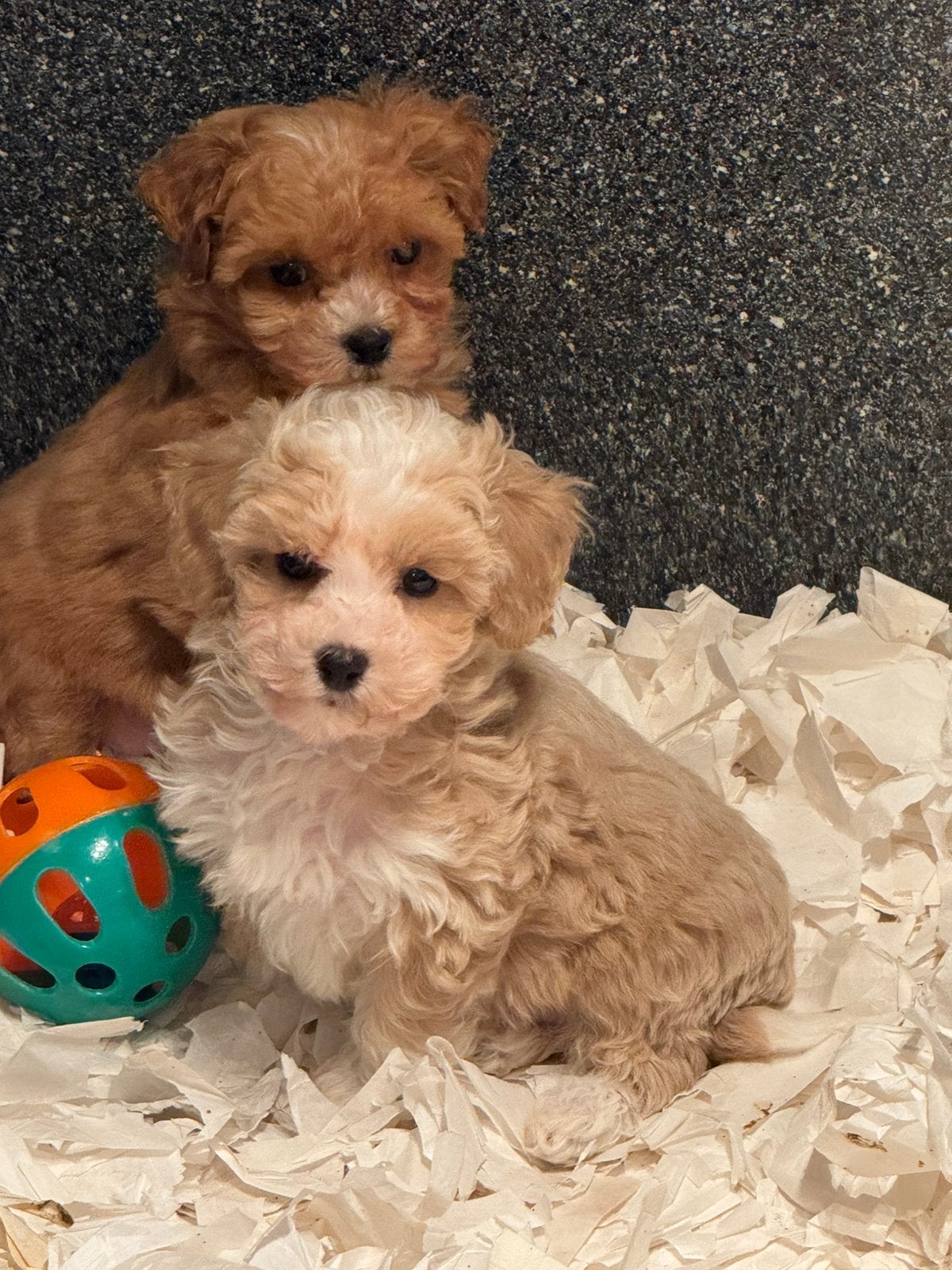 Beeldschone mini Maltipoo pups! Meerdere kleuren, Poedel, Parvo, Nederland, 8 tot 15 weken