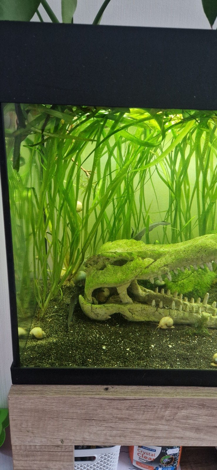 vallisneria, Dieren en Toebehoren, Vissen | Aquaria en Toebehoren, Ophalen of Verzenden, Plant(en), Steen of Hout