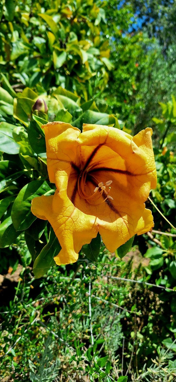 Solandra maxima - indrukwekkende gouden kelkbloemen, Tuin en Terras, Ophalen, Volle zon, Vaste plant, Klimplanten